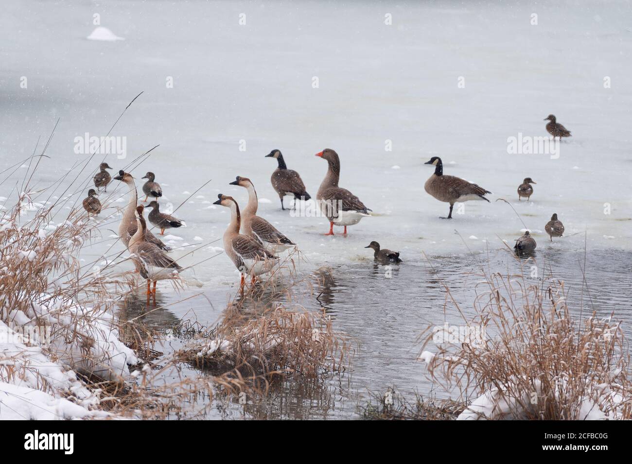 Waterfowl on a nearly frozen pond as small snowflakes fall in this winter scene Stock Photo