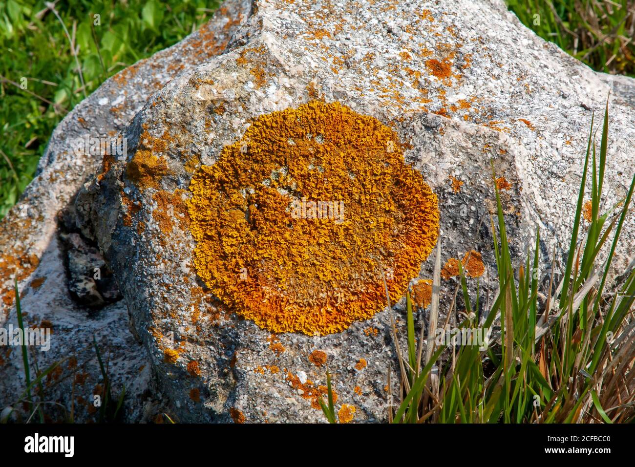 Colorful Lichens growing on rocks and boulders. Lichens are moss like plants Stock Photo