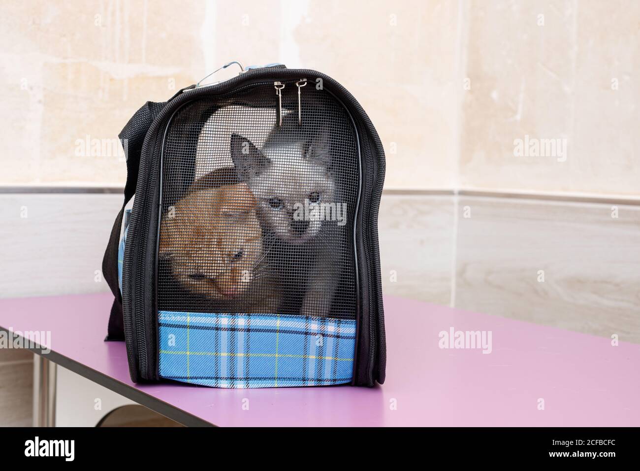 tiny pet carrier