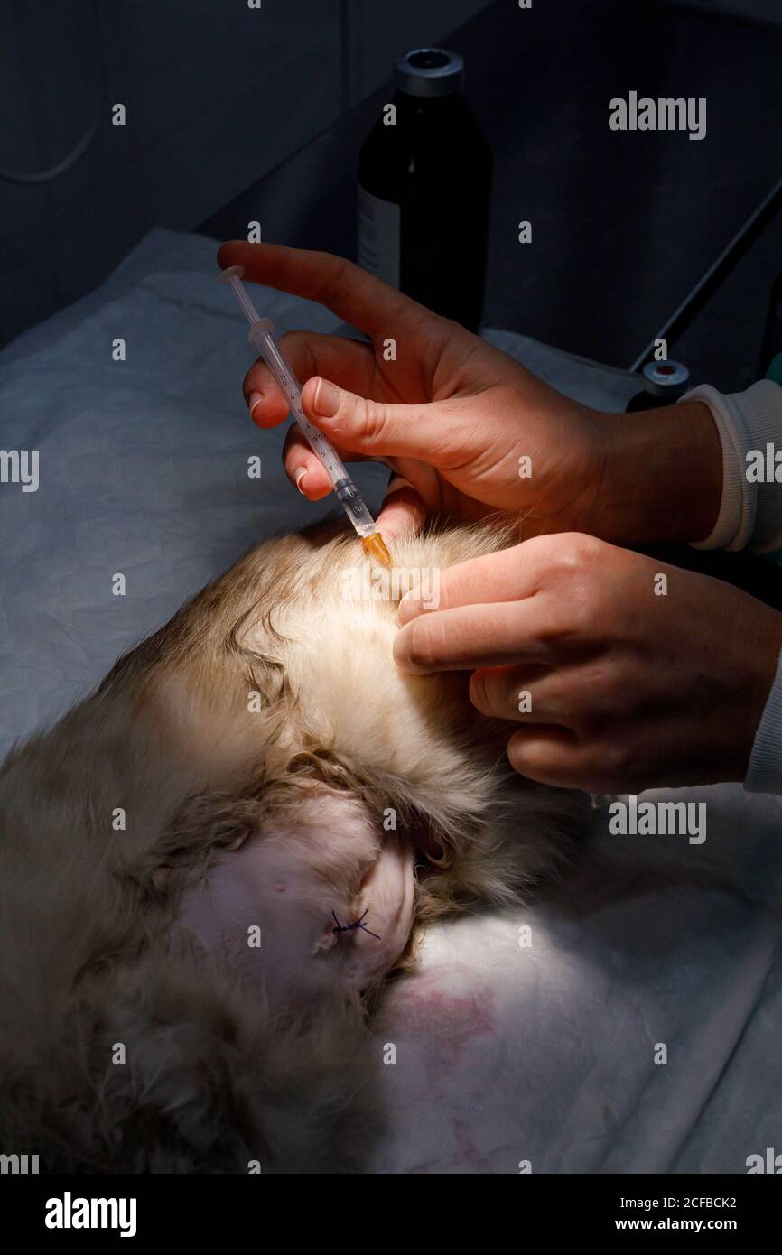 unrecognizable veterinarian giving a deworming vaccine with syringe in a cat on table in vet clinic Stock Photo