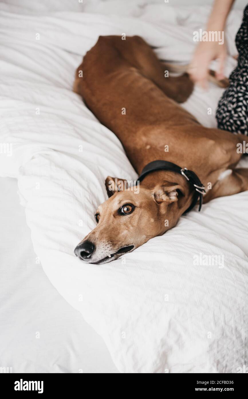 Cute Spanish greyhound relaxing on comfortable bed at cozy home near