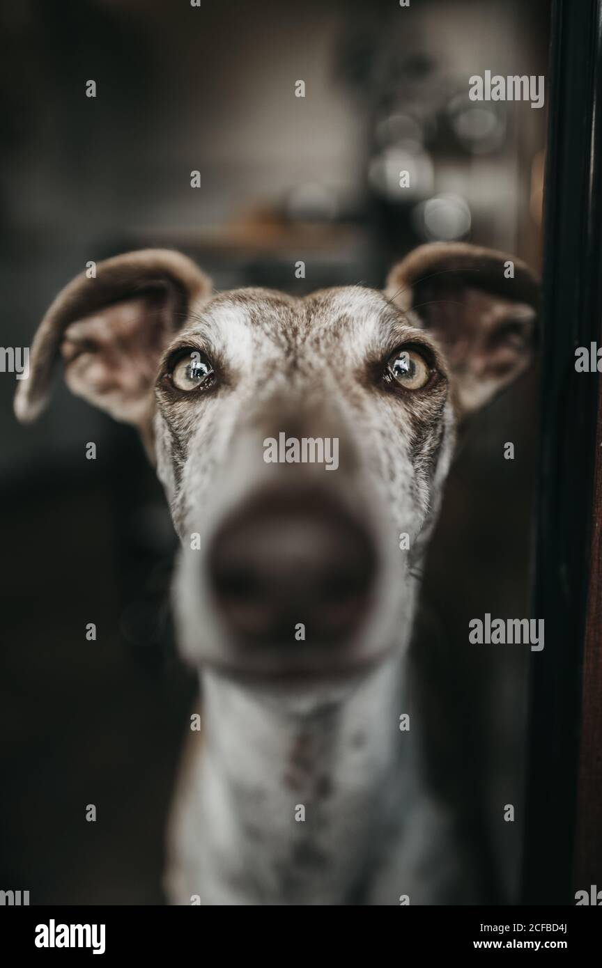 Pressing nose to glass hires stock photography and images Alamy