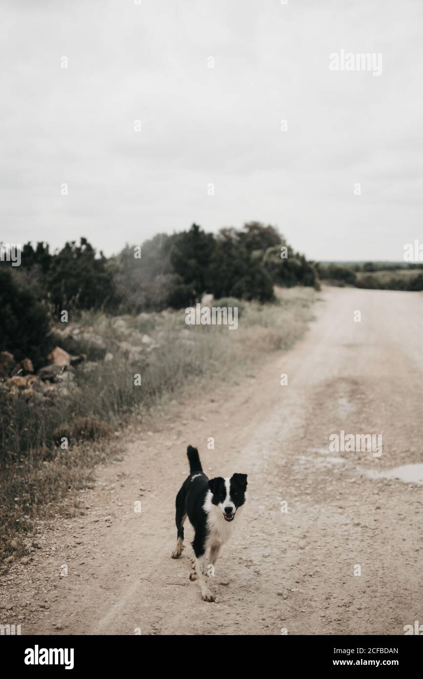 Adult pretty furry purebred dog walking on dirty road with puddles in  nature Stock Photo - Alamy