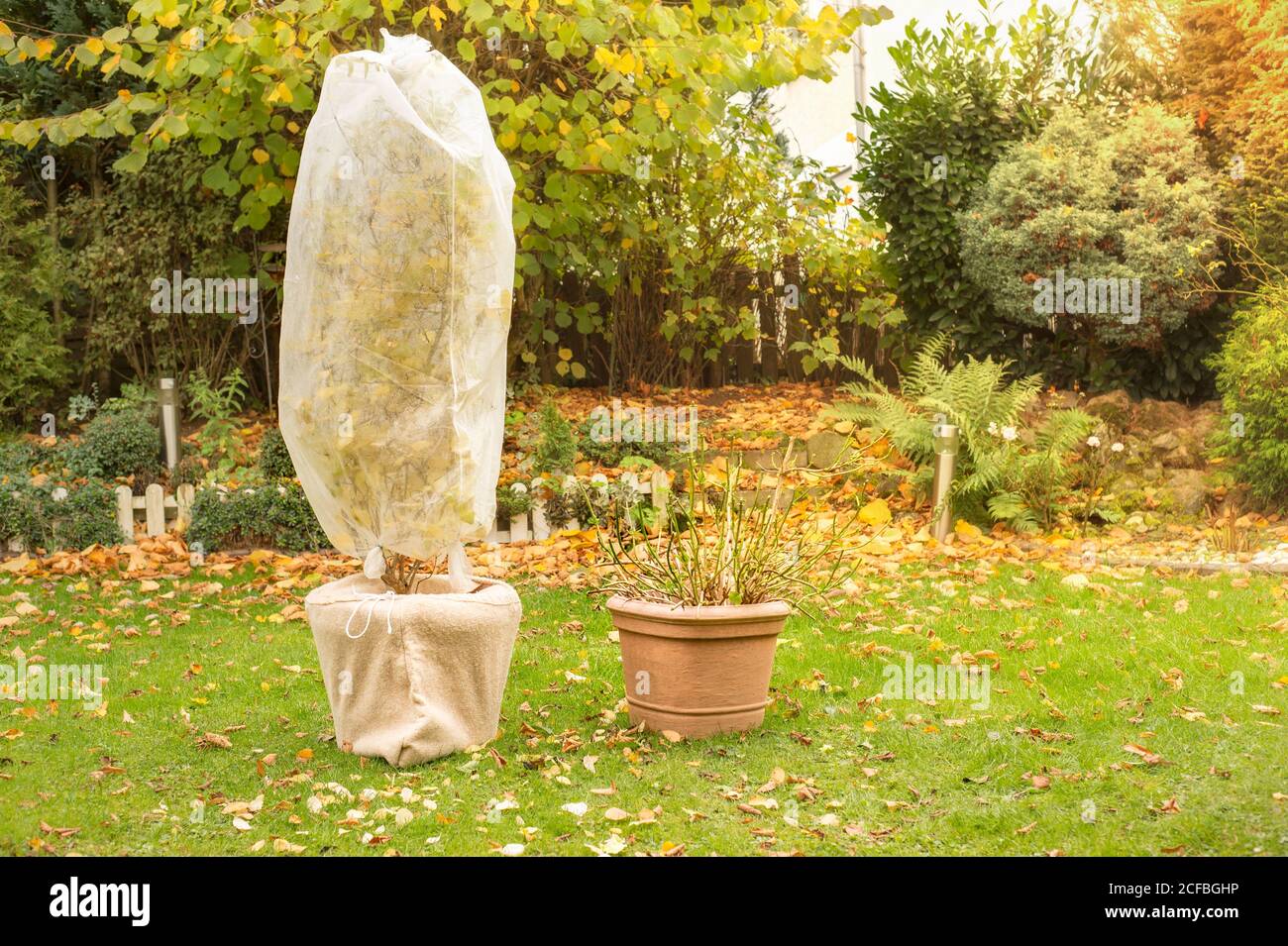Tree in pot is wrapped in fleece for the winter. Autumn work in the garden.  Hydrangea, the flowers and leaves are removed Stock Photo - Alamy