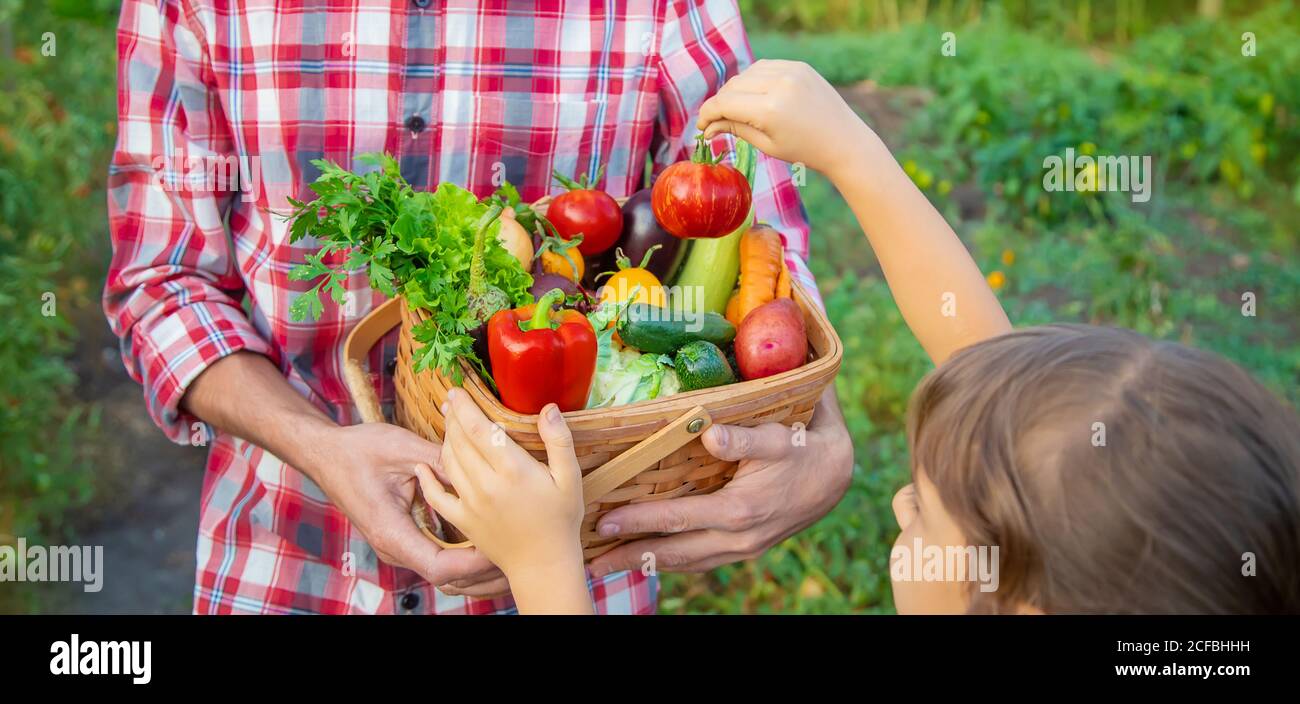 A man farmer and a child are holding a harvest of vegetables in their ...