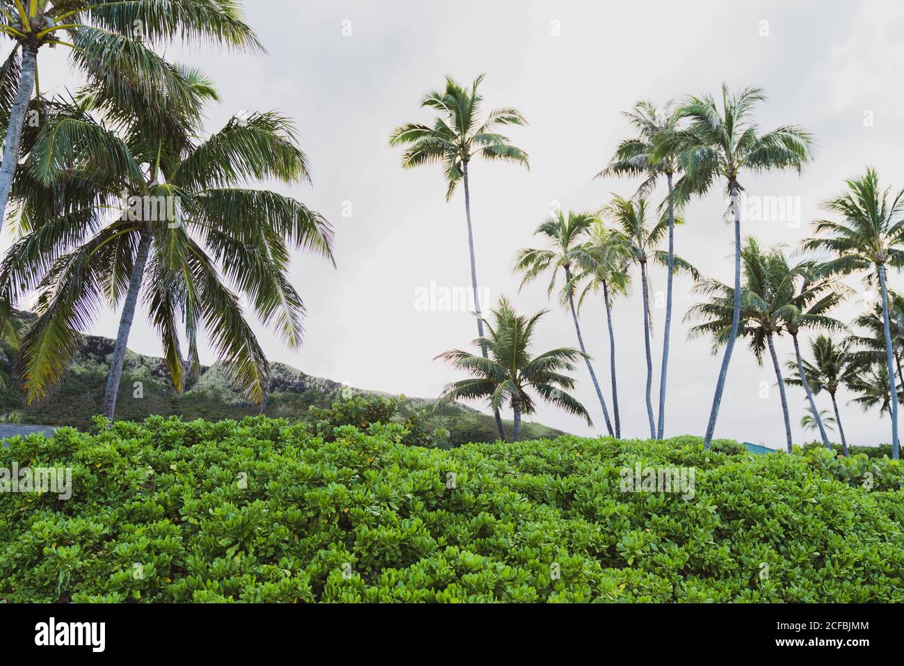 Palm trees and green bushes in Hawaii Stock Photo Alamy