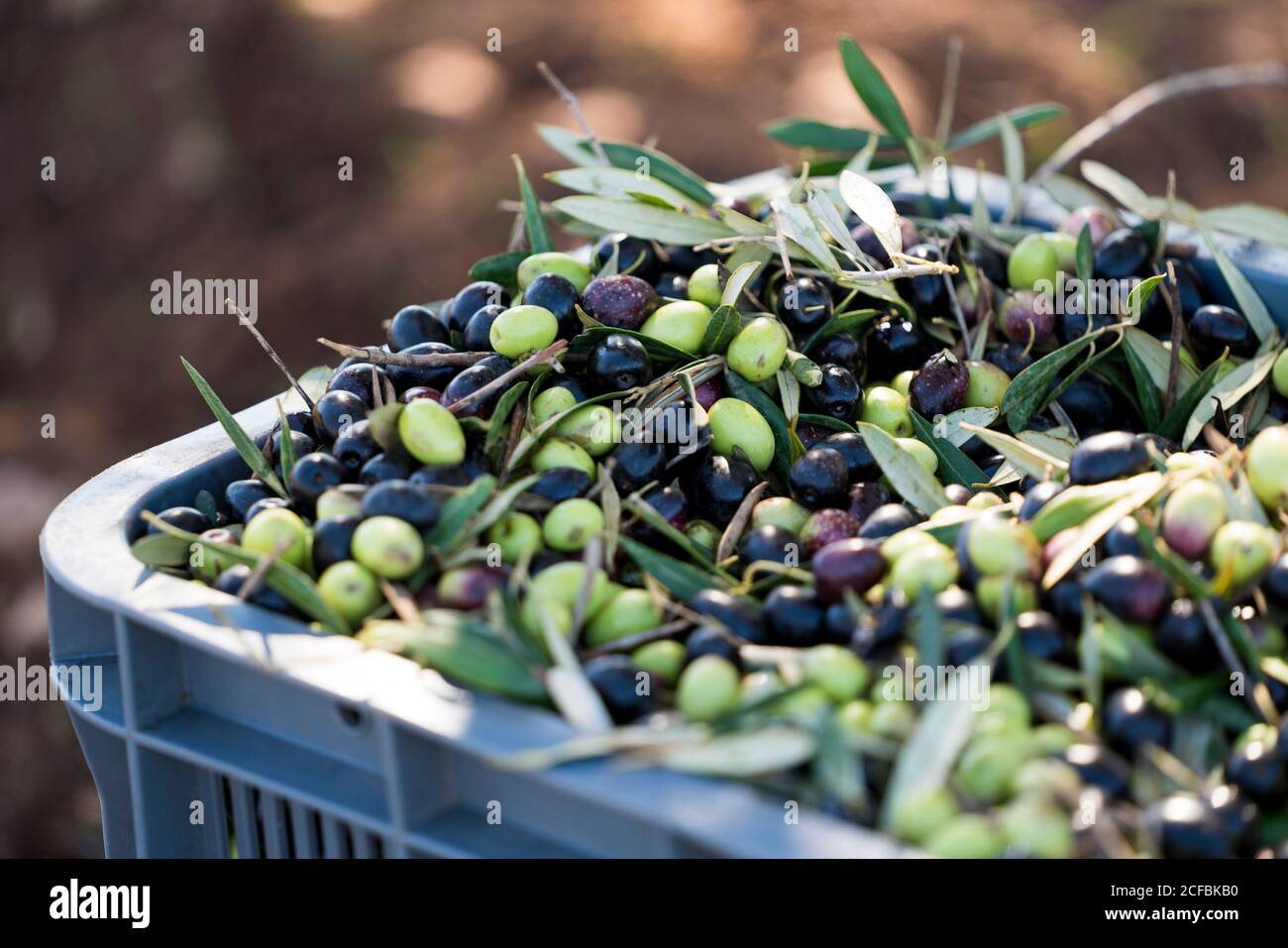 Olive bin hires stock photography and images Alamy