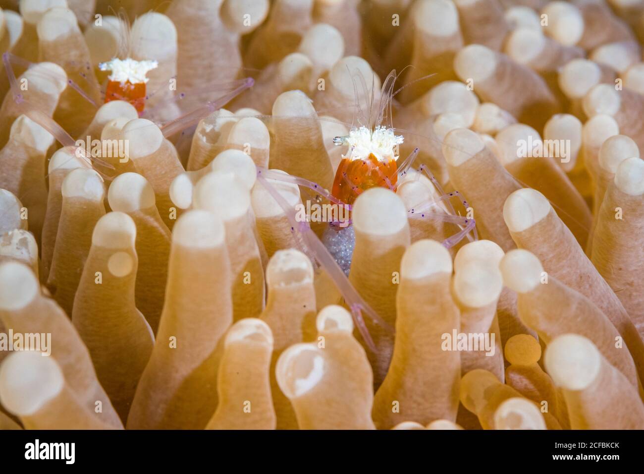 Mushroom coral shrimp, Periclimenes kororensis, Ambon, Indonesia, Banda Sea Stock Photo