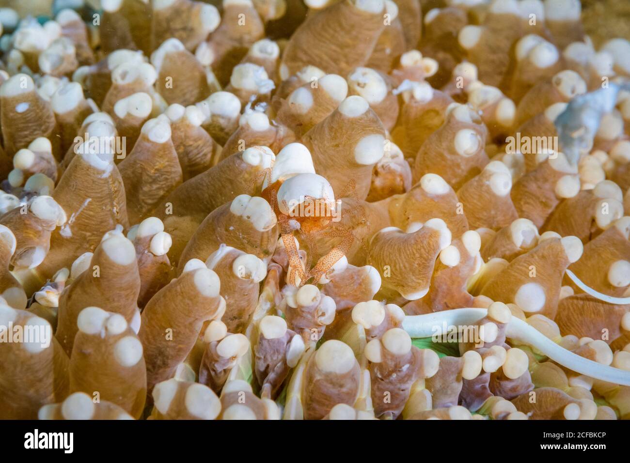Mushroom coral shrimp, Hamopontonia corallicola and Mushroom Coral Pipefish, Siokunichthys nigrolineatus on Mushroom Coral, Heliofungia actiniformis, Stock Photo
