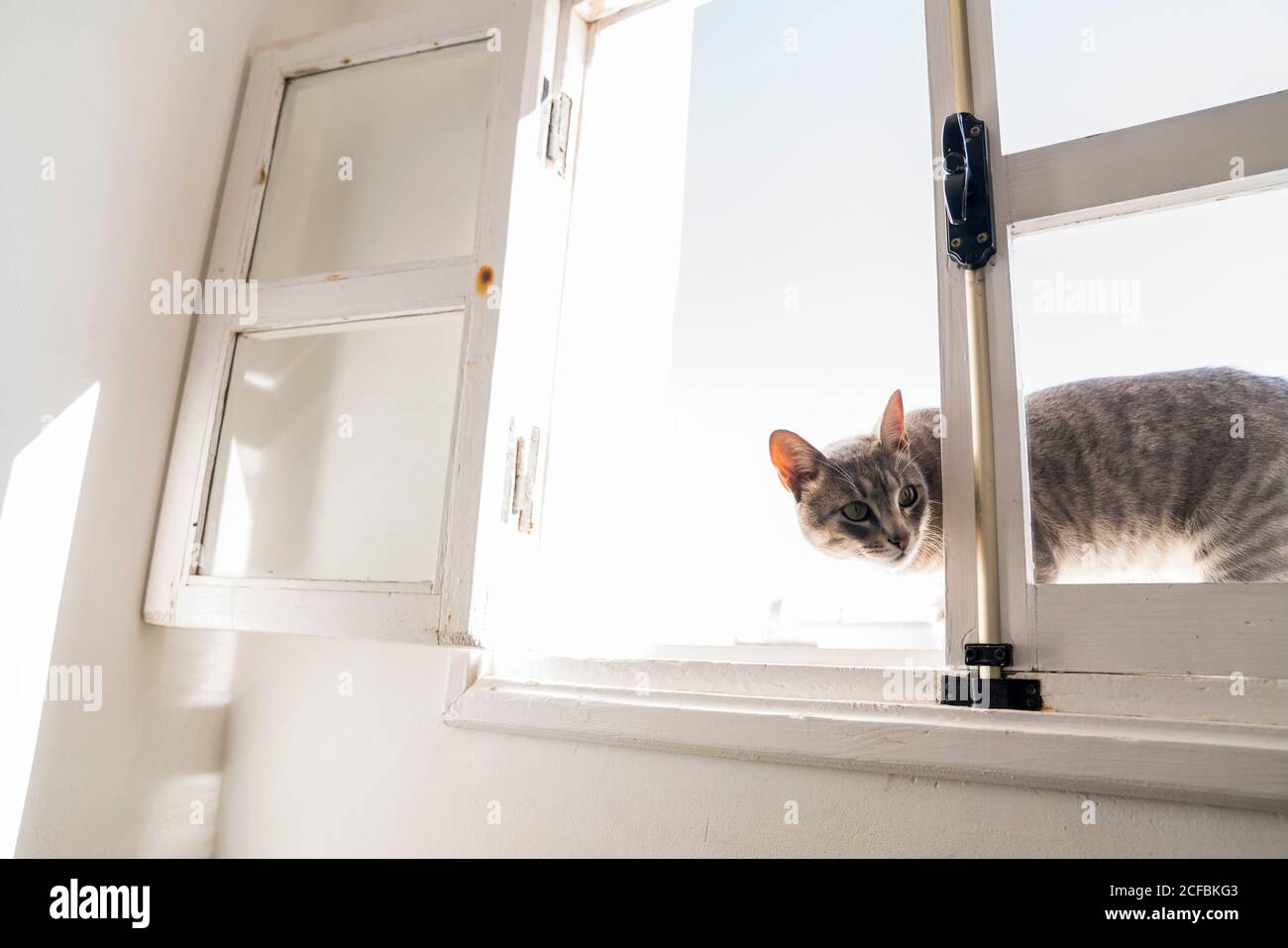Grey cat peeks through an open window Stock Photo