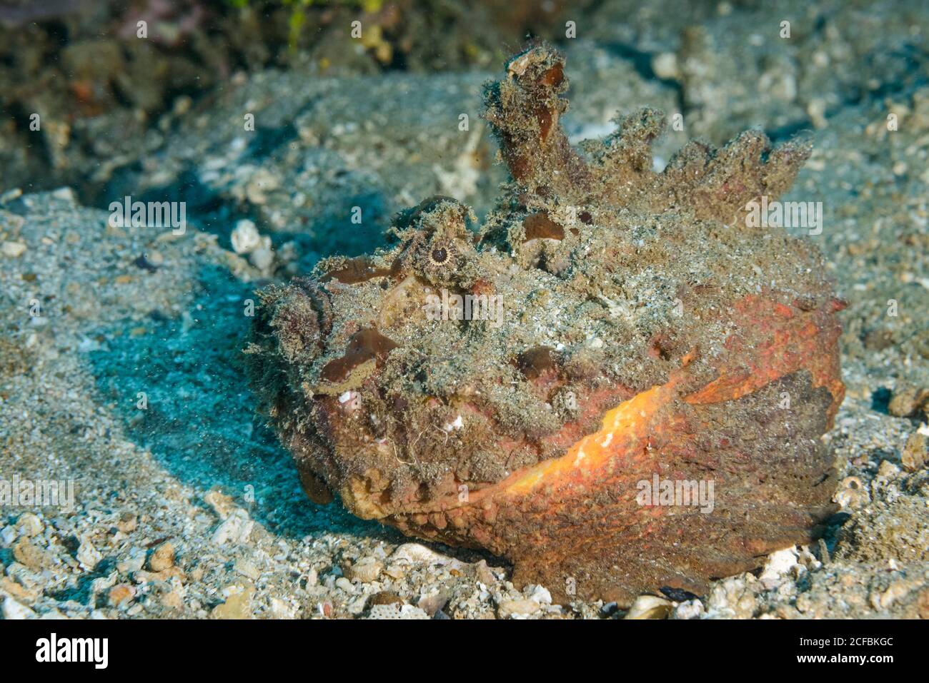 Estuarine Stonefish, Synanceia horrida, Ambon, Indonesia, Banda Sea Stock Photo