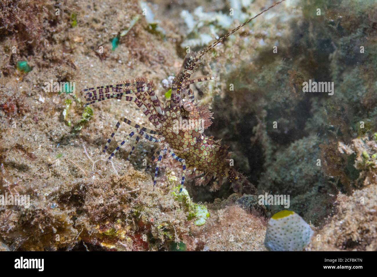 Common Marbled Shrimp, Saron marmoratus, Ambon, Indonesia, Banda Sea Stock Photo