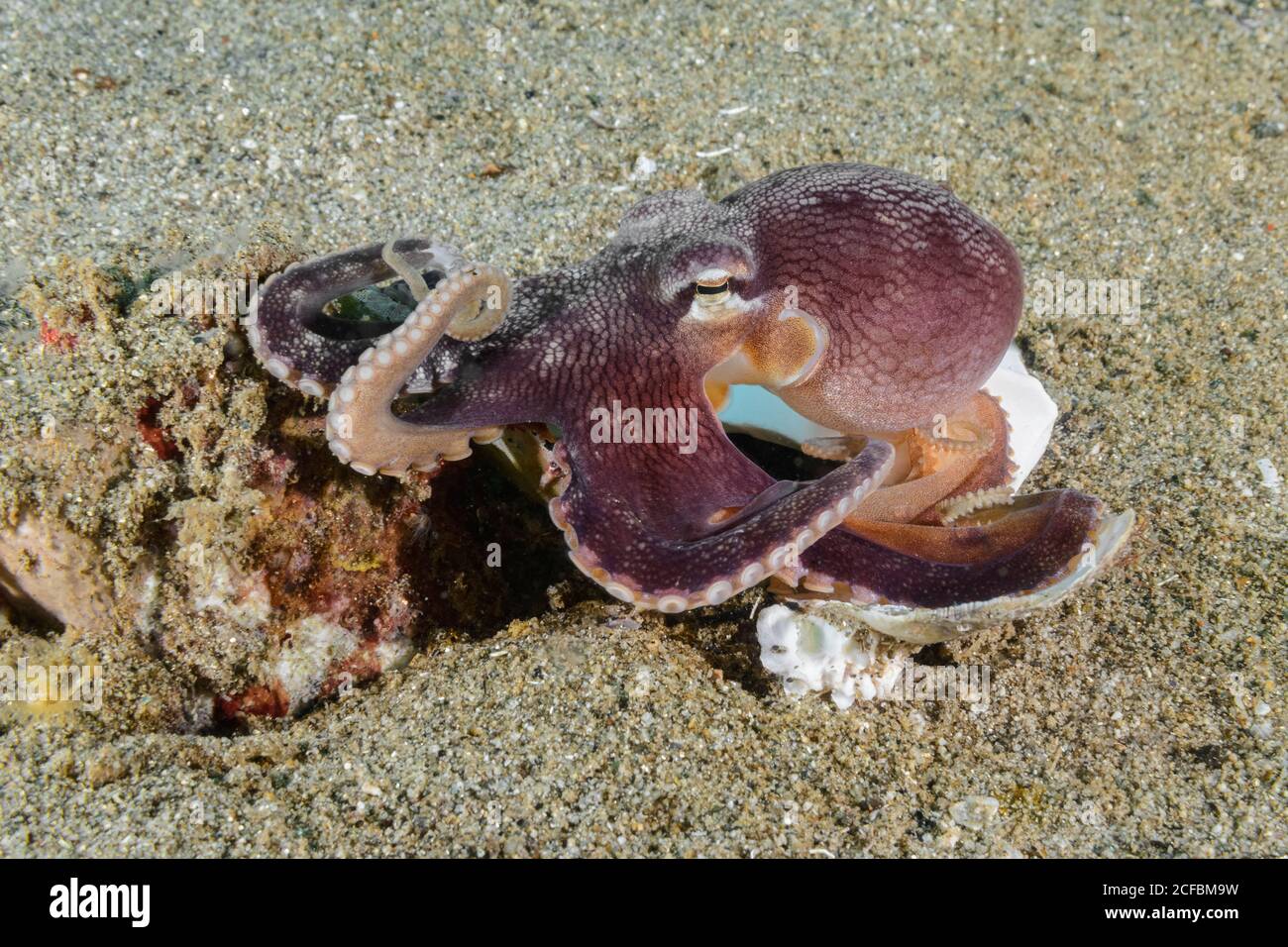 Coconut octopus Octopus marginatus, gathering bits of shells and glass to create shelter, Ambon, Indonesia, Banda Sea, Pacific Ocean Stock Photo