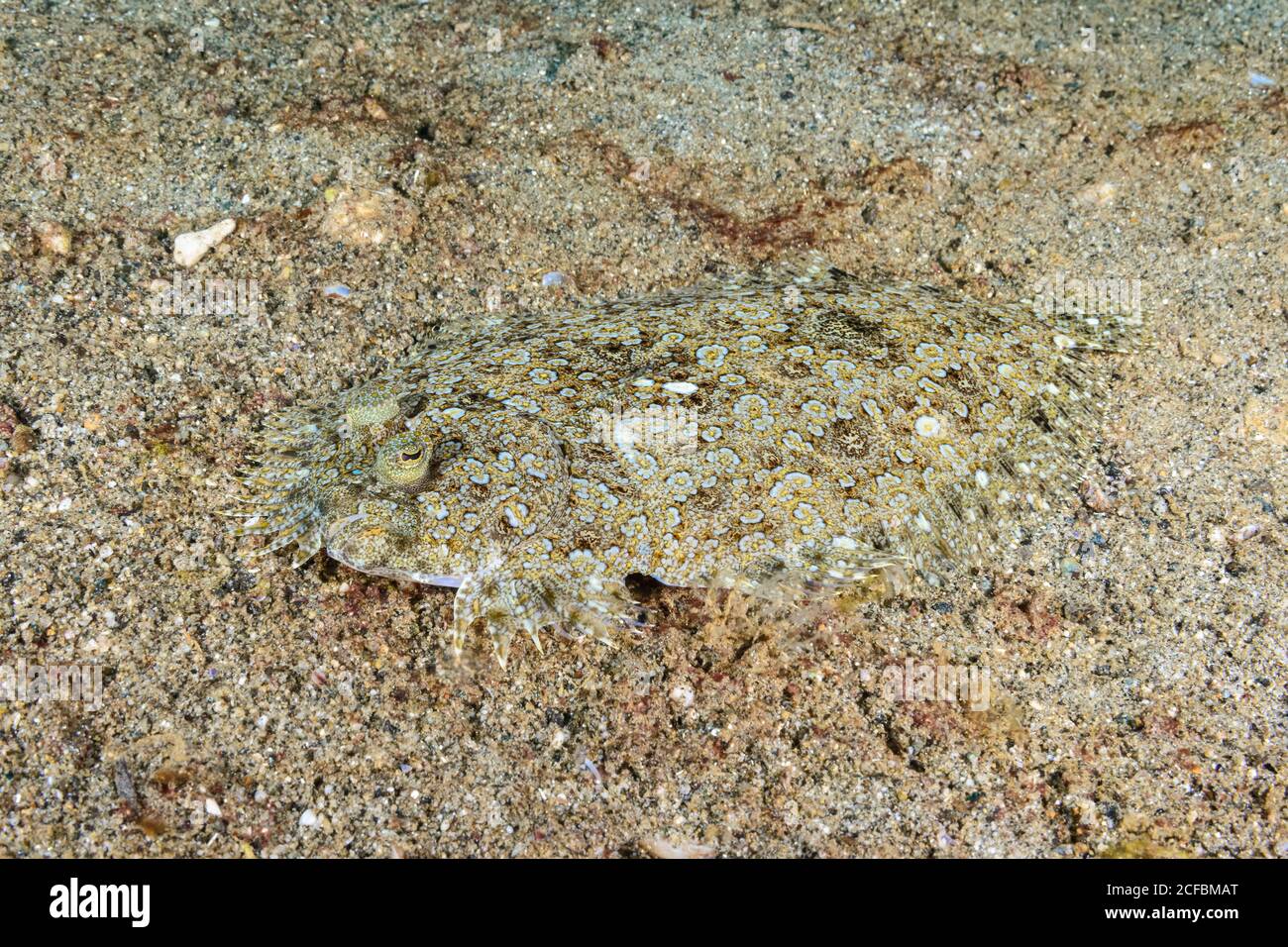 Peacock Sole, (Pardachirus pavoninus), camouflages well with bottom. Ambon, Indonesia, Banda Sea, Pacific Ocean Stock Photo