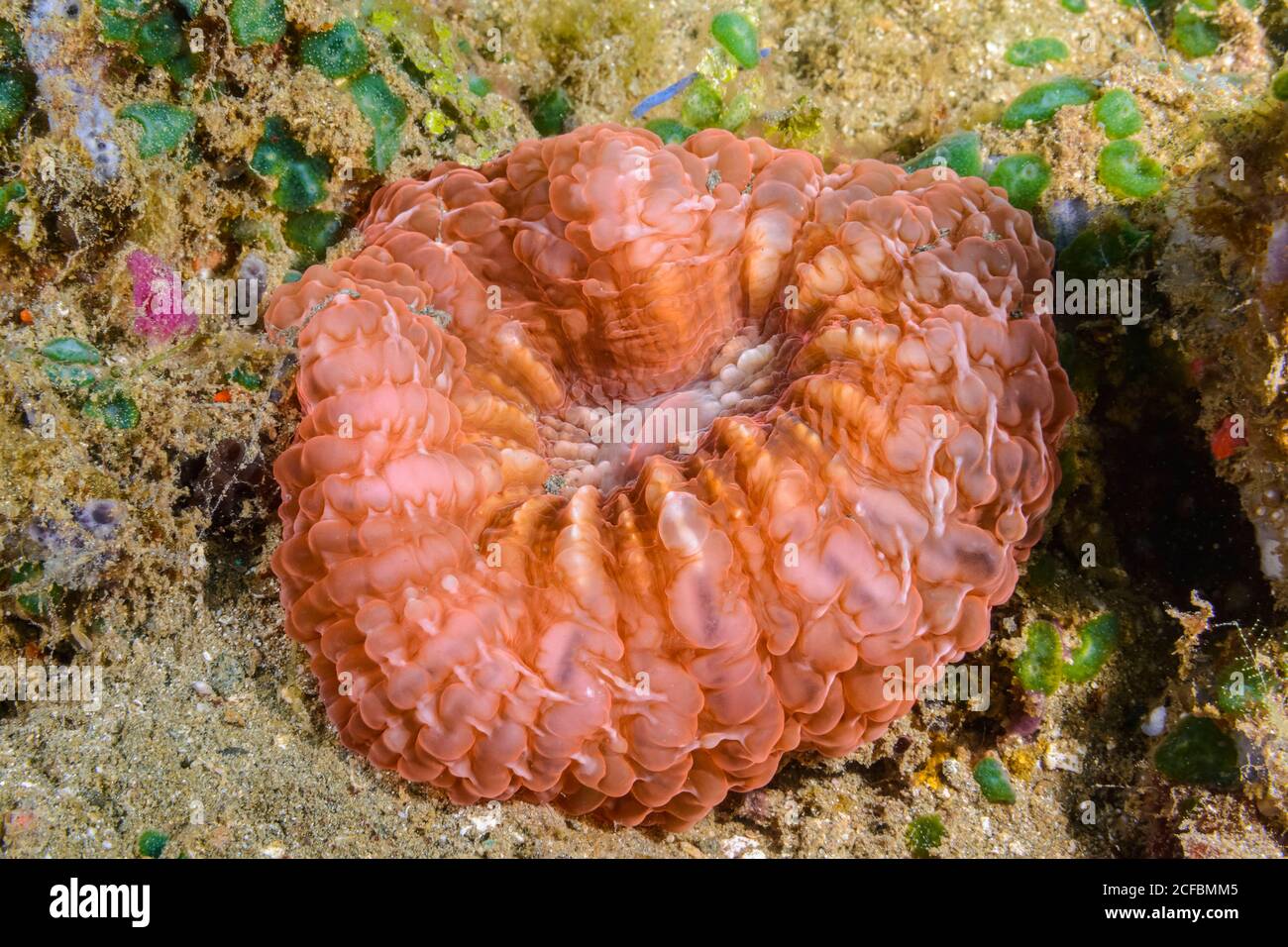 Lobed Cactus Coral, Lobophyllia hemprichii, Ambon, Indonesia, Banda Sea, Pacific Ocean Stock Photo