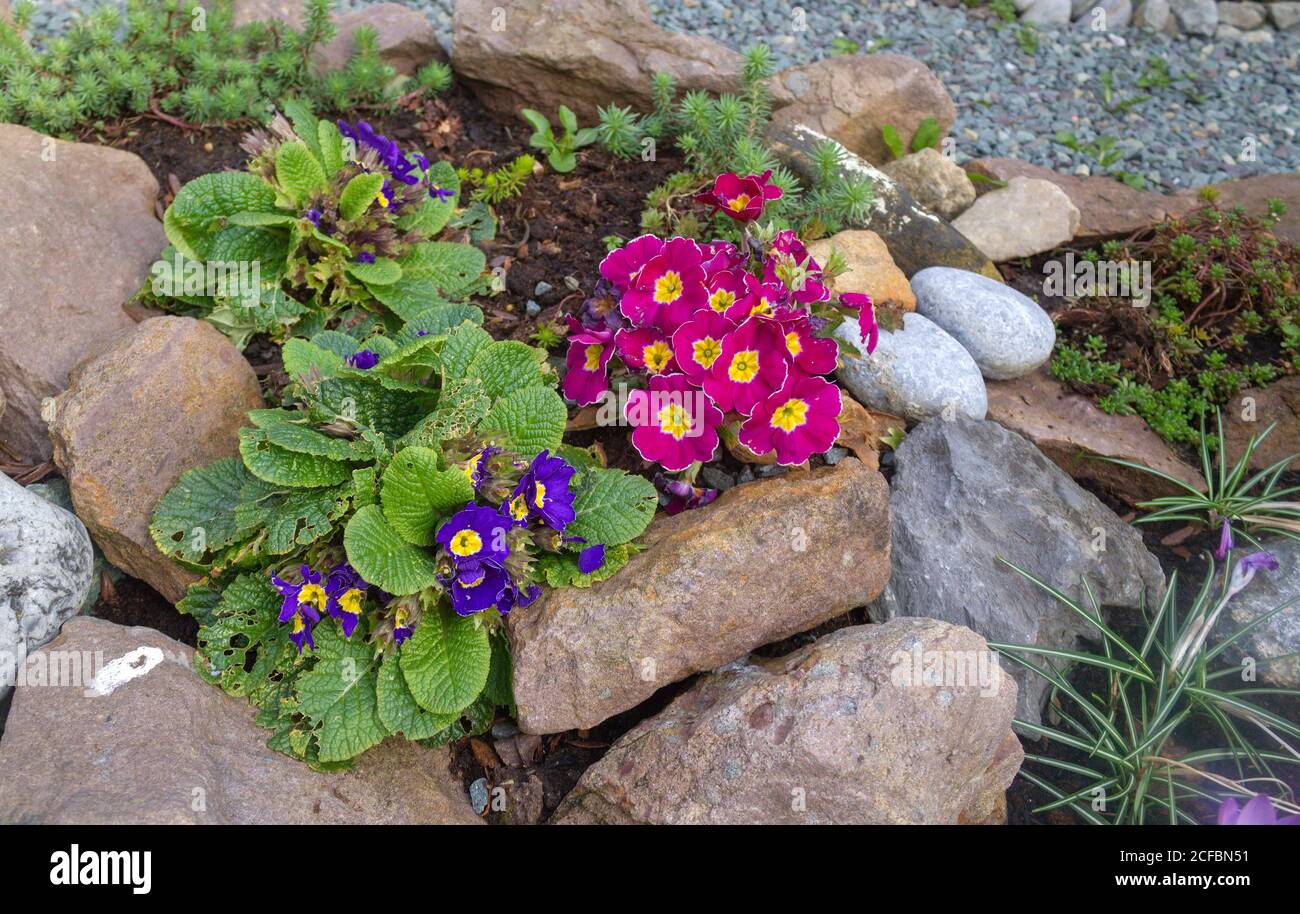 Multicoloured blooming primroses in the rock garden. Stock Photo