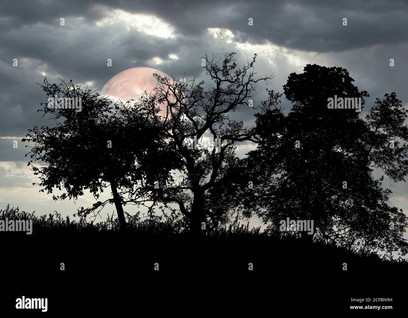 Trees black silhouettes trees hi-res stock photography and images - Alamy
