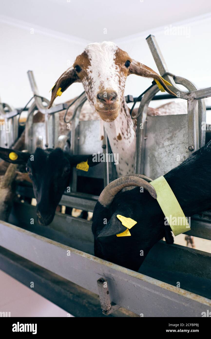 factory of milking goats to machine Stock Photo Alamy