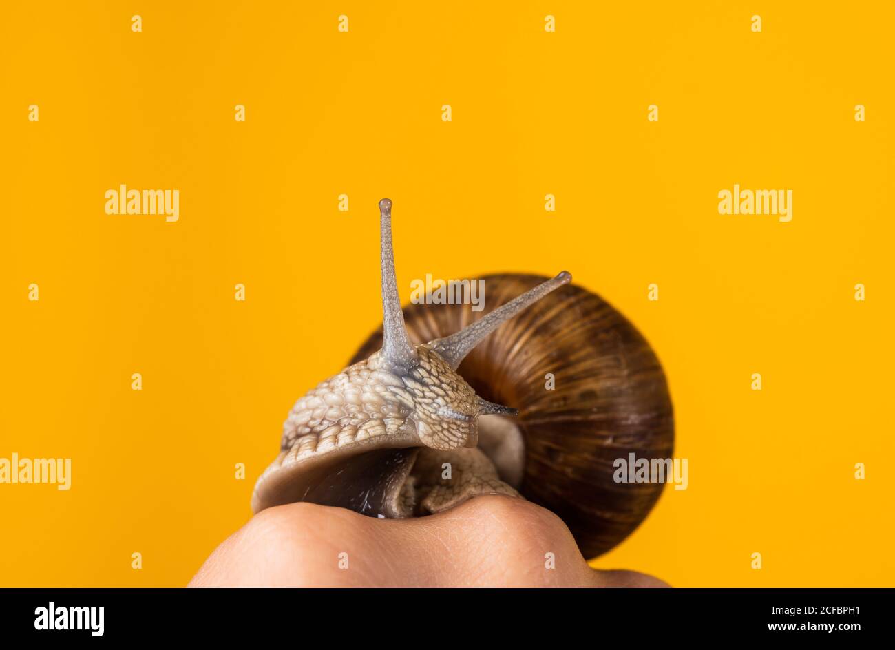 snail farm. snail cream good for skin against wrinkles. get faster