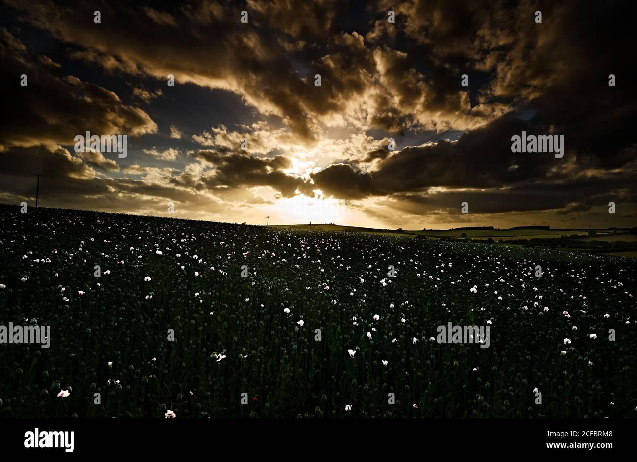 Setting Sun, White Poppies, Dramatic Sky Stock Photo