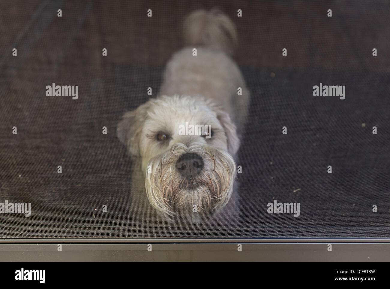 Wheaten terrier dog looking out through a screen door from inside. Stock Photo