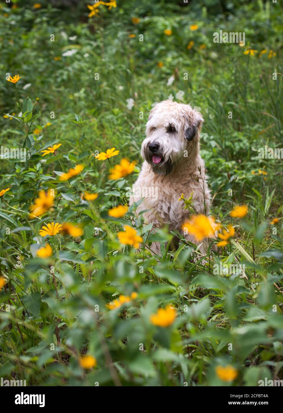 Wheaten terrier dog sitting in a field of tall grass and wildflowers. Stock Photo