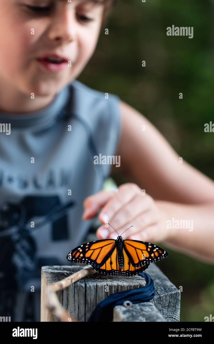 Young boy looking at a monarch butterfly resting on a deck railing. Stock Photo