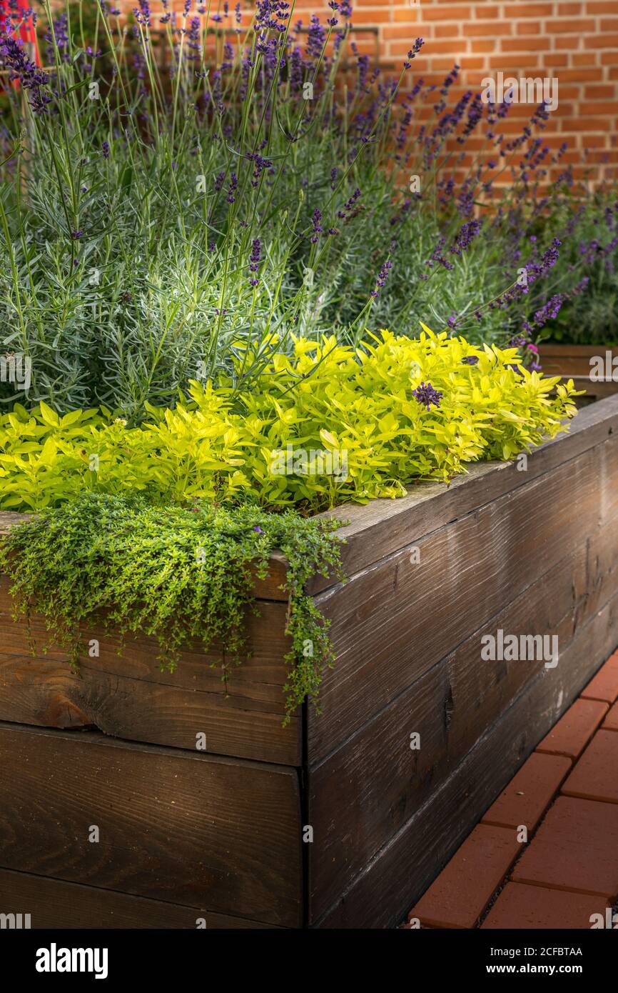 Raised beds in an urban garden growing plants flowers, herbs spices and