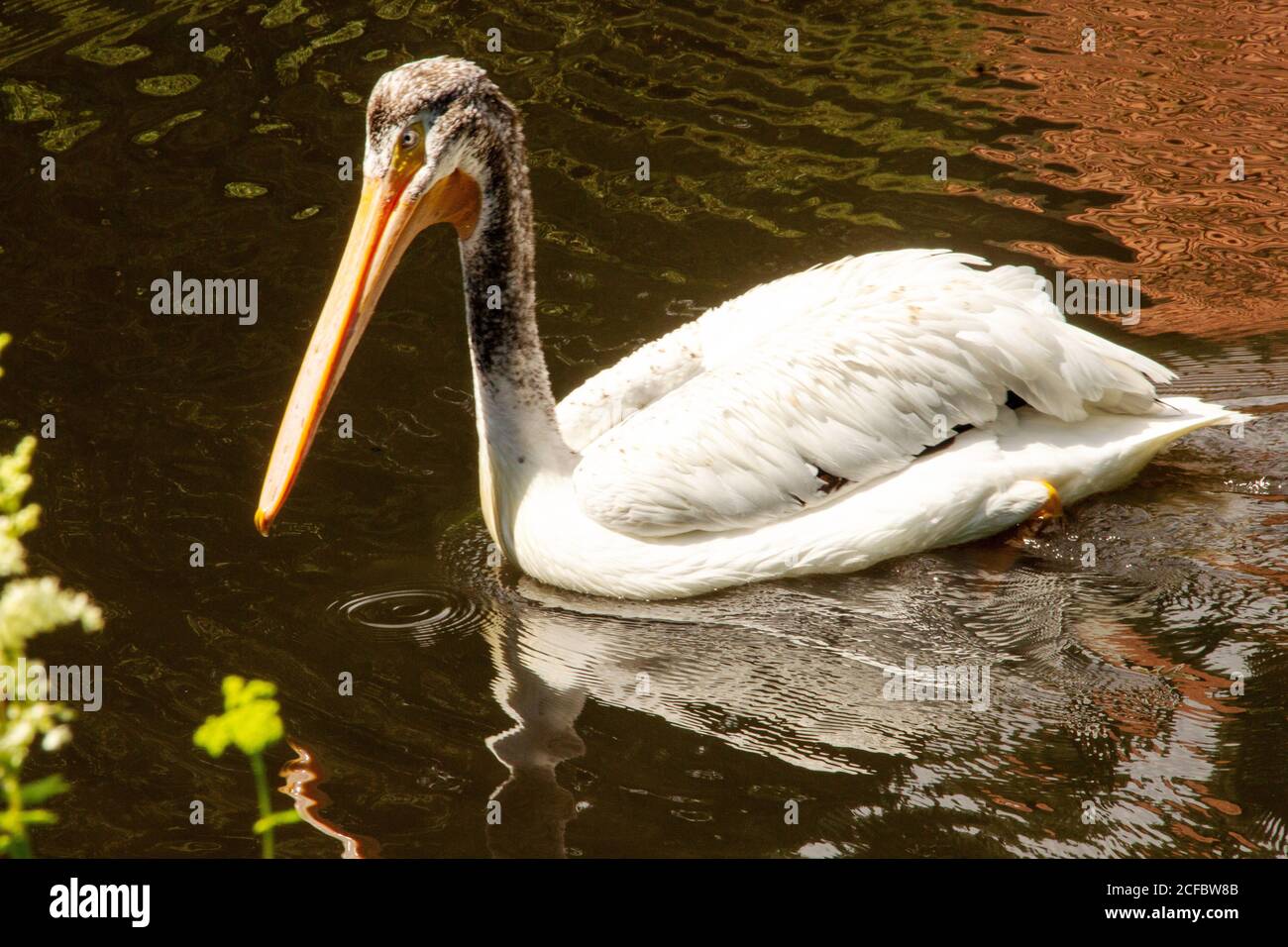 Side view of an American white pelican, Pelecanus erythrorhynchos, is a large aquatic soaring bird from the order Pelecaniformes Stock Photo