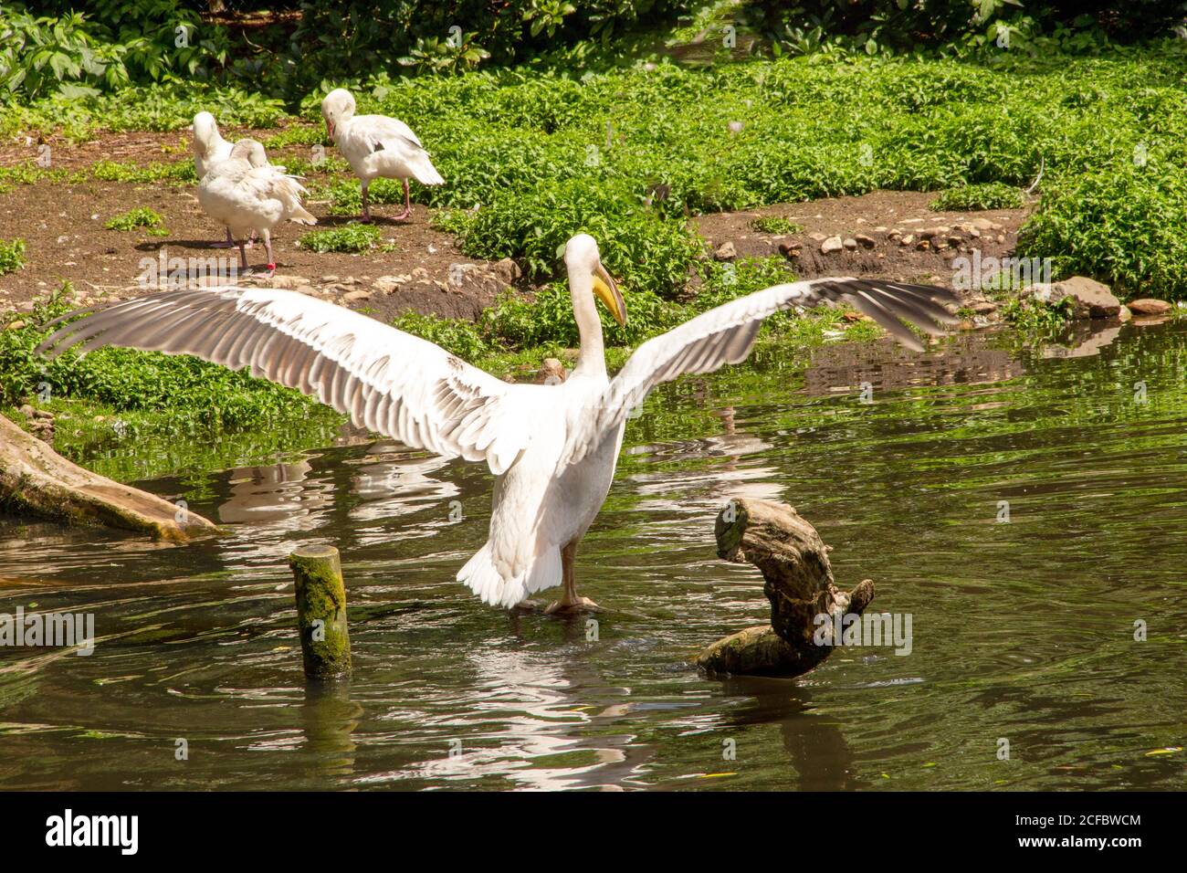 Rear view of an American white pelican, Pelecanus erythrorhynchos, is a large aquatic soaring bird from the order Pelecaniformes Stock Photo