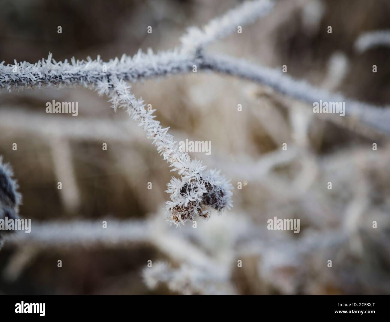 Blackberry Bush High Resolution Stock Photography and Images Alamy