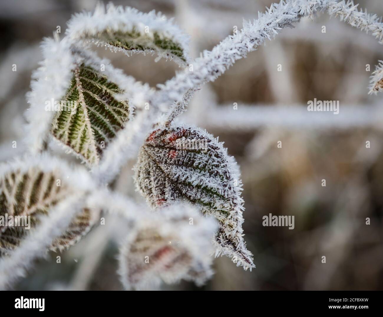 Blackberry Bush High Resolution Stock Photography and Images Alamy