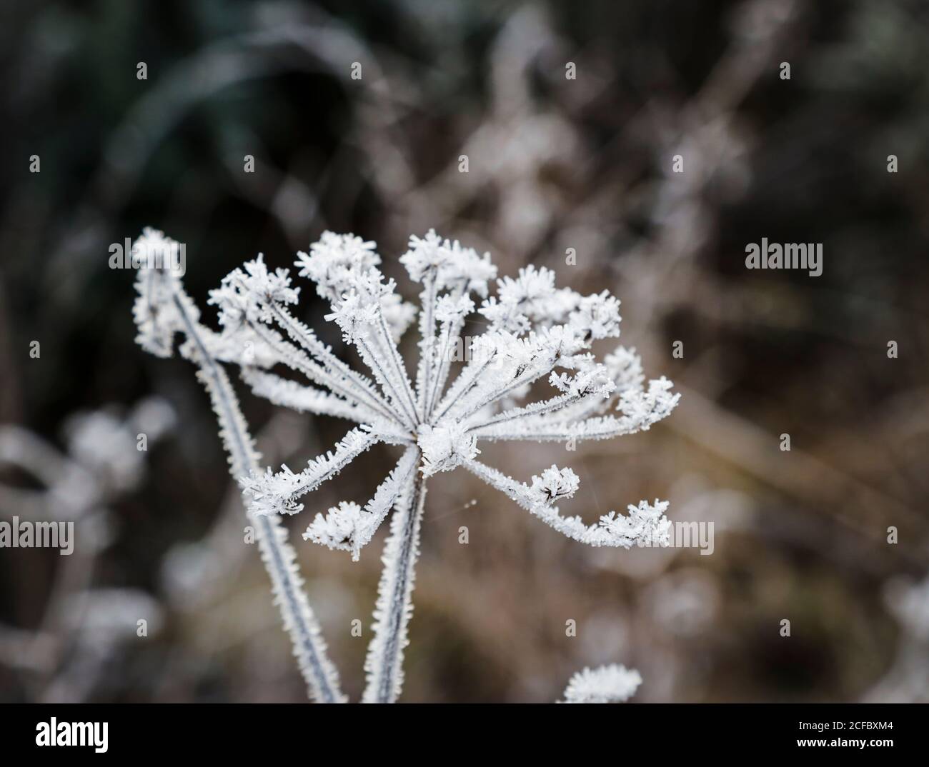 Umbel like ice flower Stock Photo