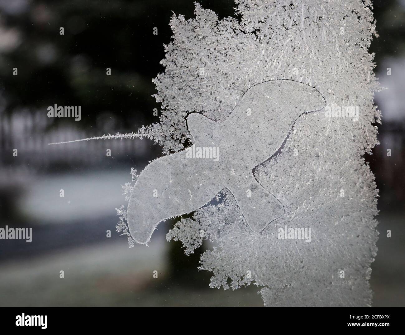 Window with frost and bird protection adhesive film Stock Photo Alamy