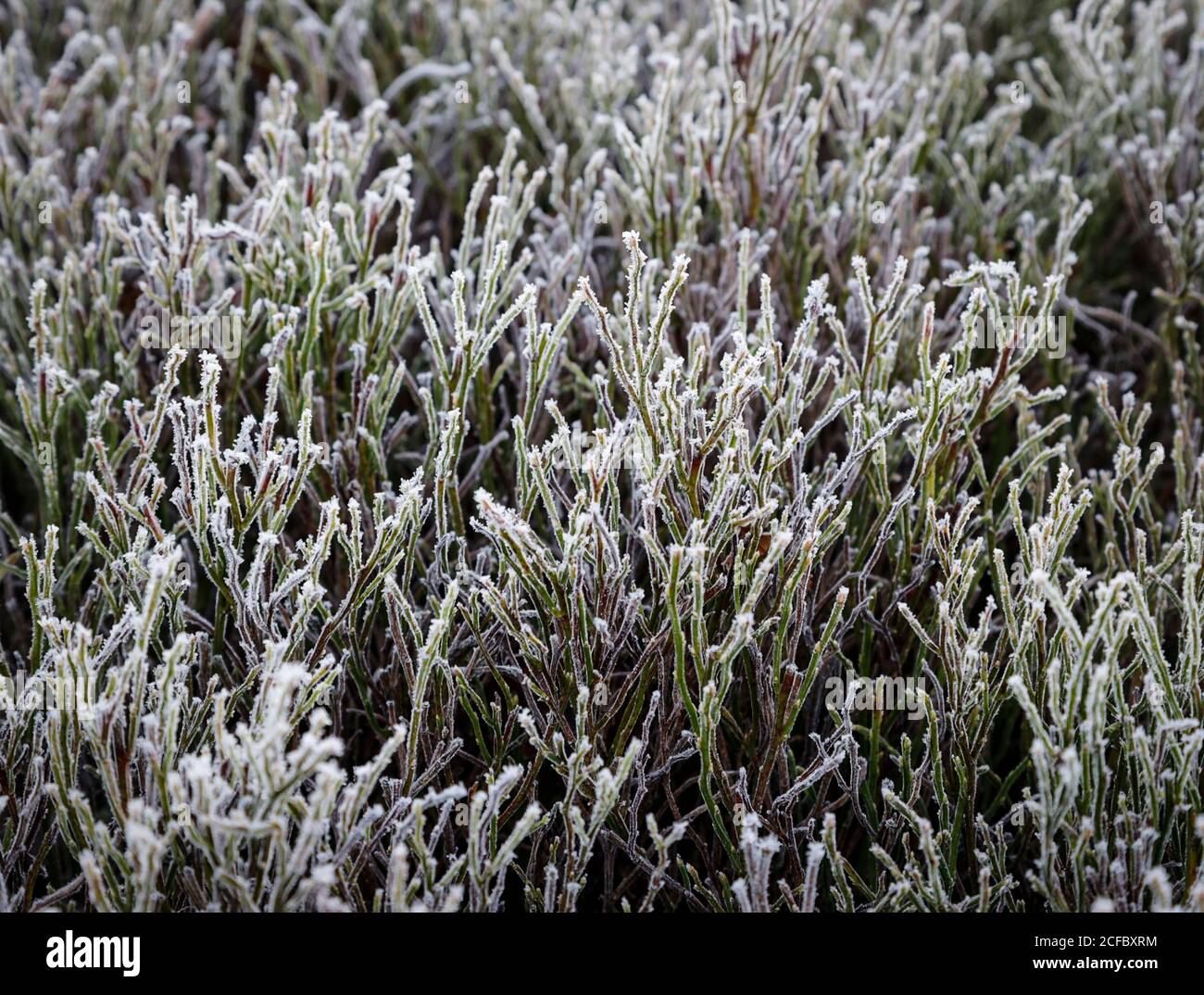 Blueberry plants in the winter hi-res stock photography and images - Alamy, image size:1300x1074