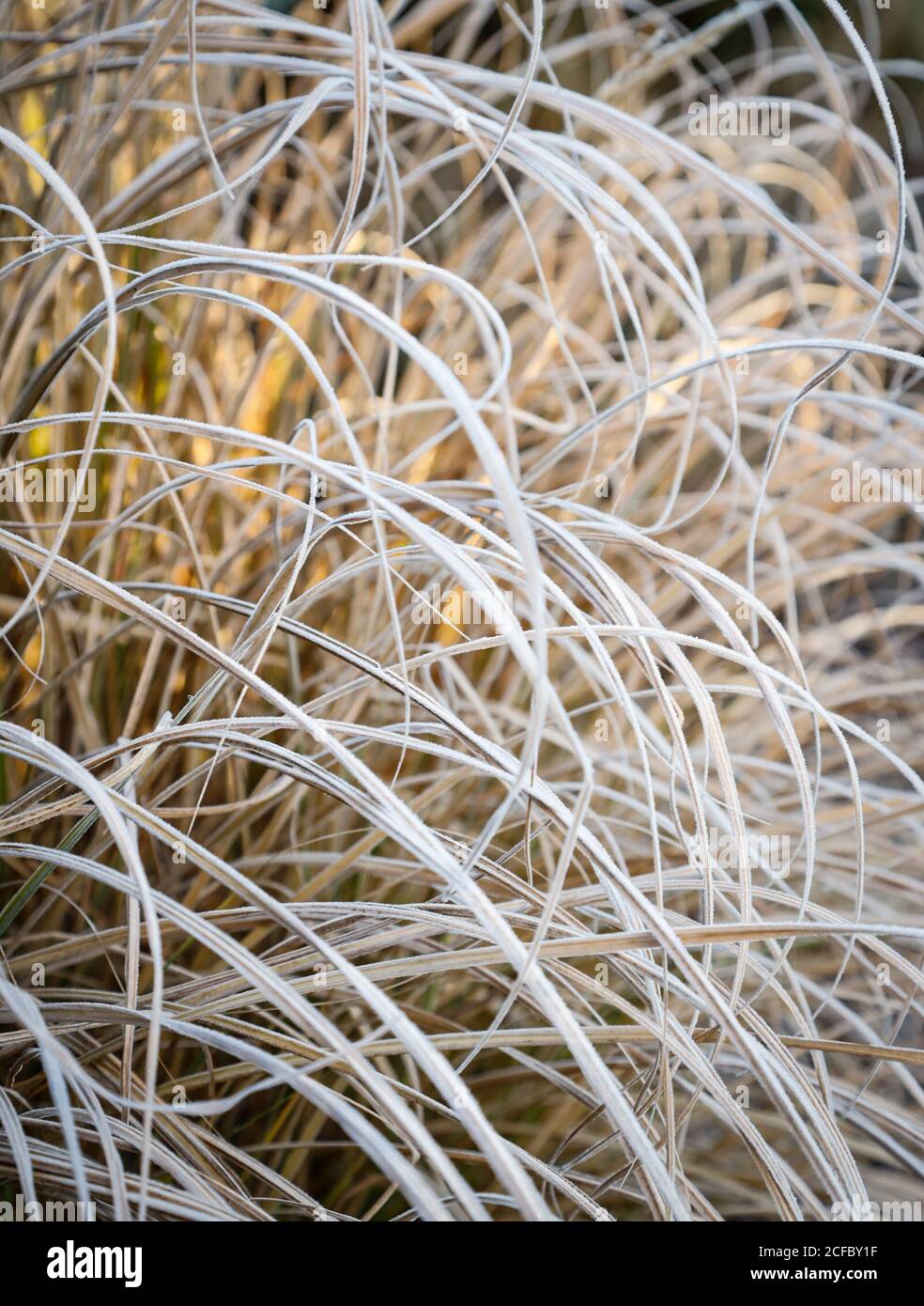 Grass perennial in winter Stock Photo