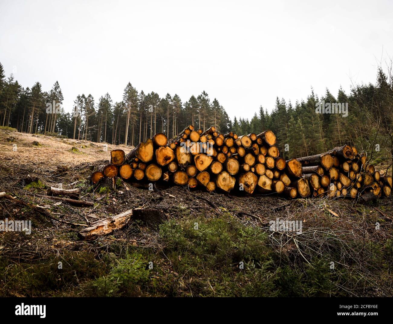 Damage to forests due to drought, bark beetles and storms Stock Photo