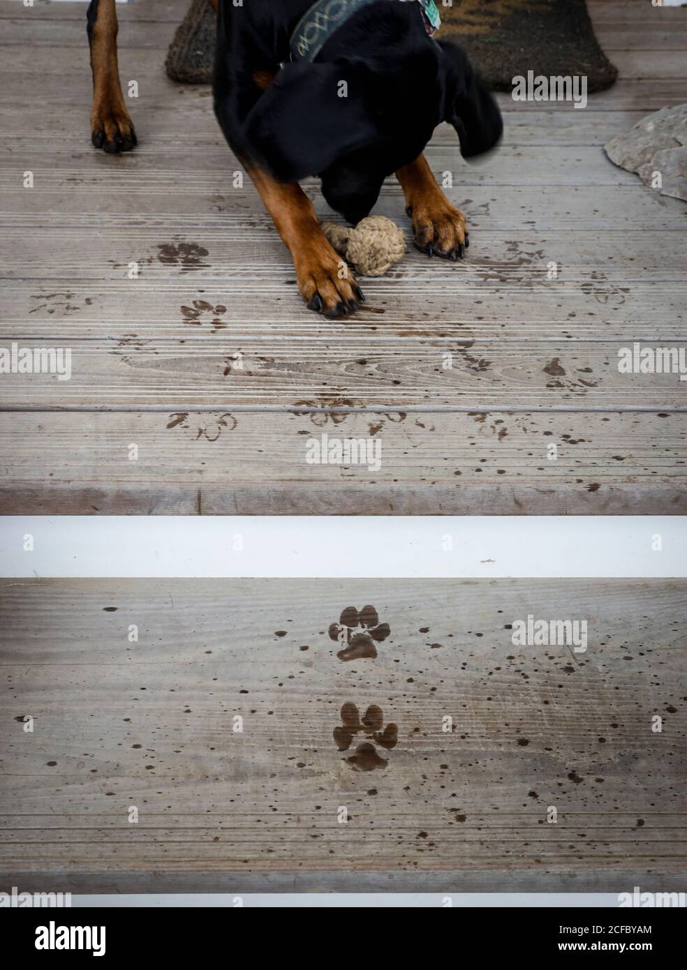Dog paws on ash wood stairs Stock Photo