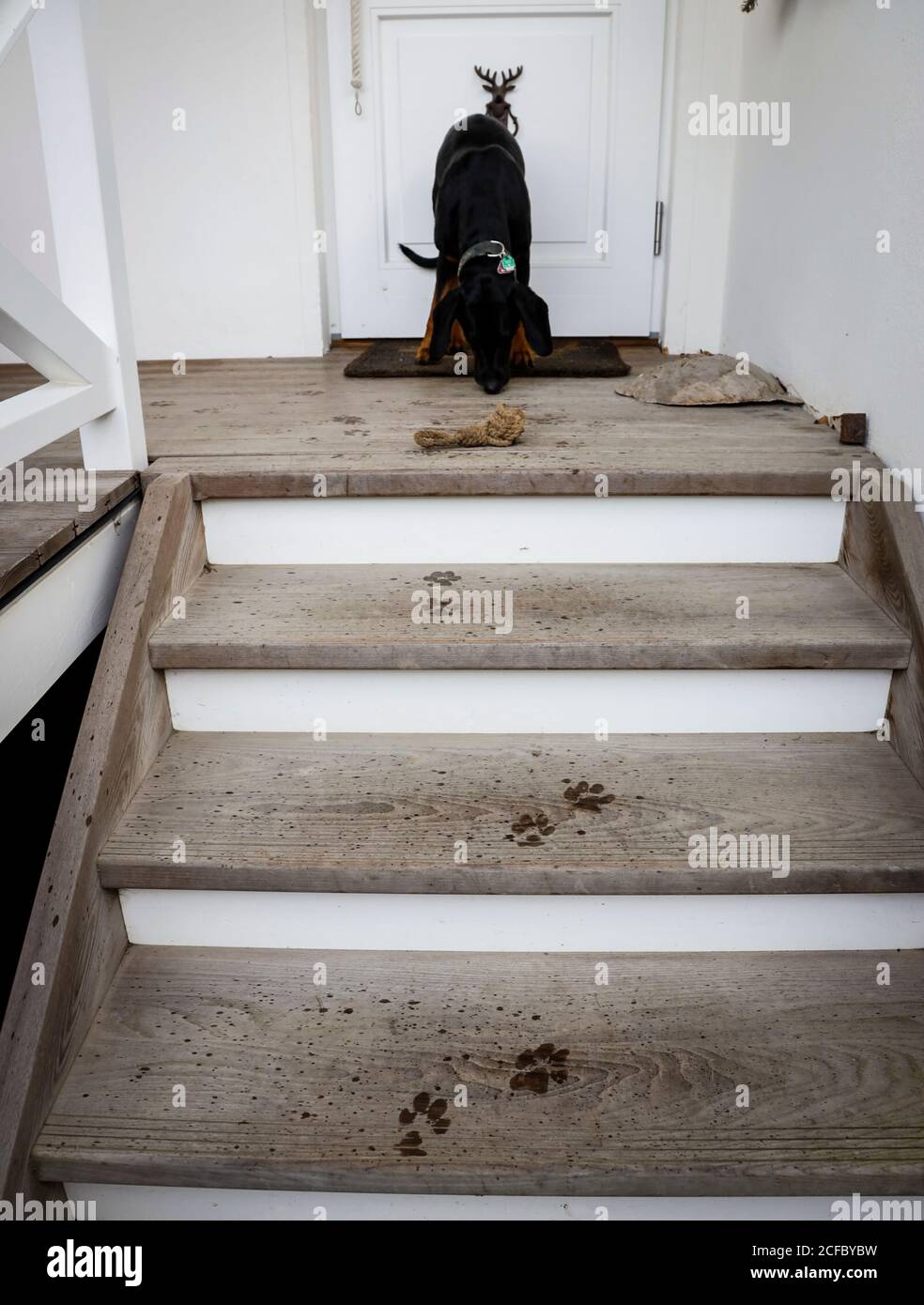 Dog in front of house entrance and paw prints on wooden stairs Stock Photo