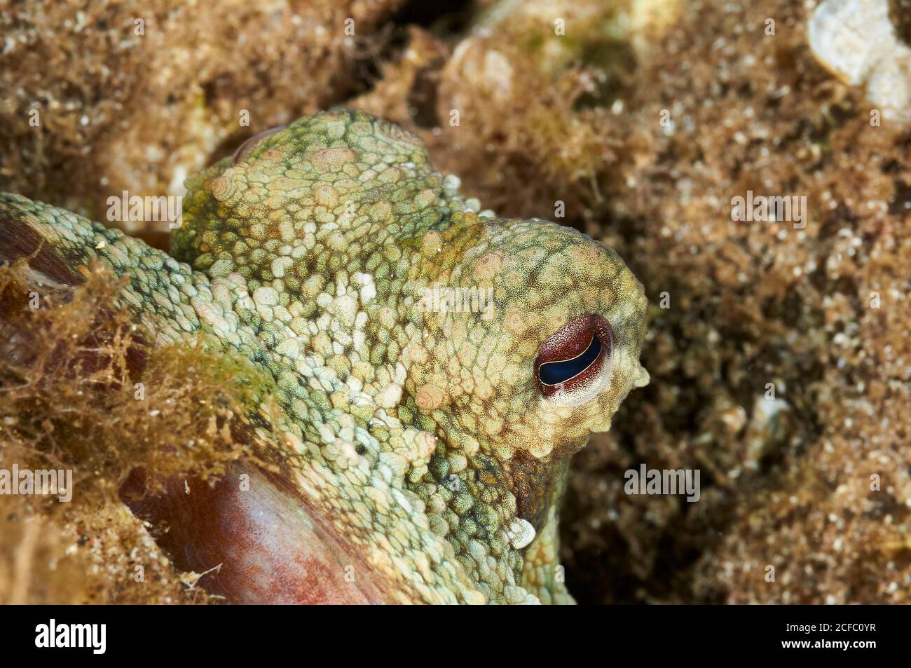 Underwater closeup view of the eyes of a common octopus (Octopus vulgaris) in the Mediterranean sea (Majorca, Balearic Islands, Spain) Stock Photo