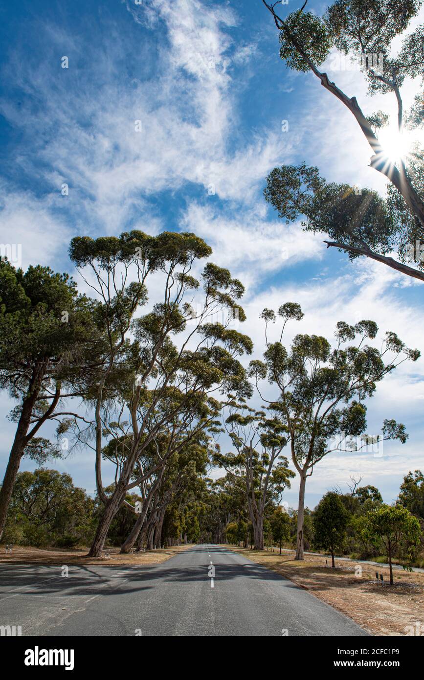 Road lined with tall gum trees (Corymbia citriodora or lemon scented gum) in Kings Park and Botanic Garden, Perth, Western Australia. Stock Photo