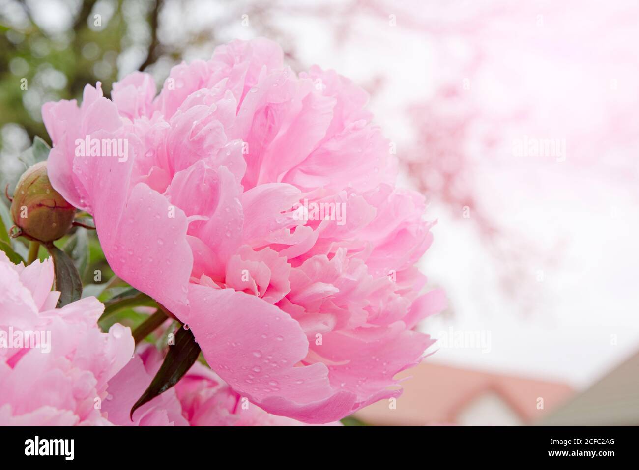 Pink peony flower in garden. Blooming peonies background with copy ...