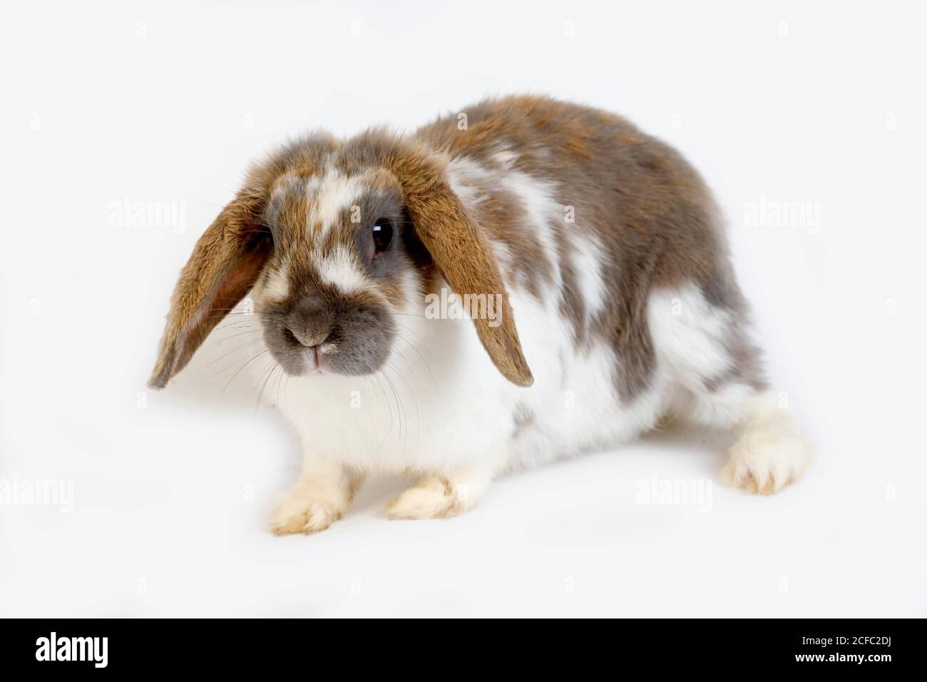 TRICOLOR LOP-EARED RABBIT, ADULT AGAINST WHITE BACKGROUND Stock Photo ...