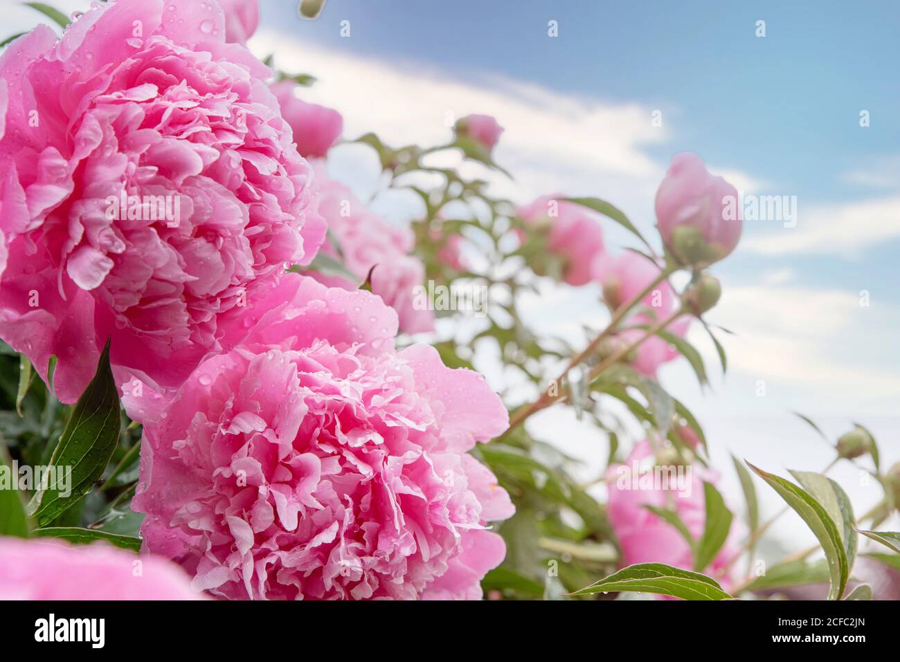 Pink peony flower bush in garden. Blooming peonies background with copy ...