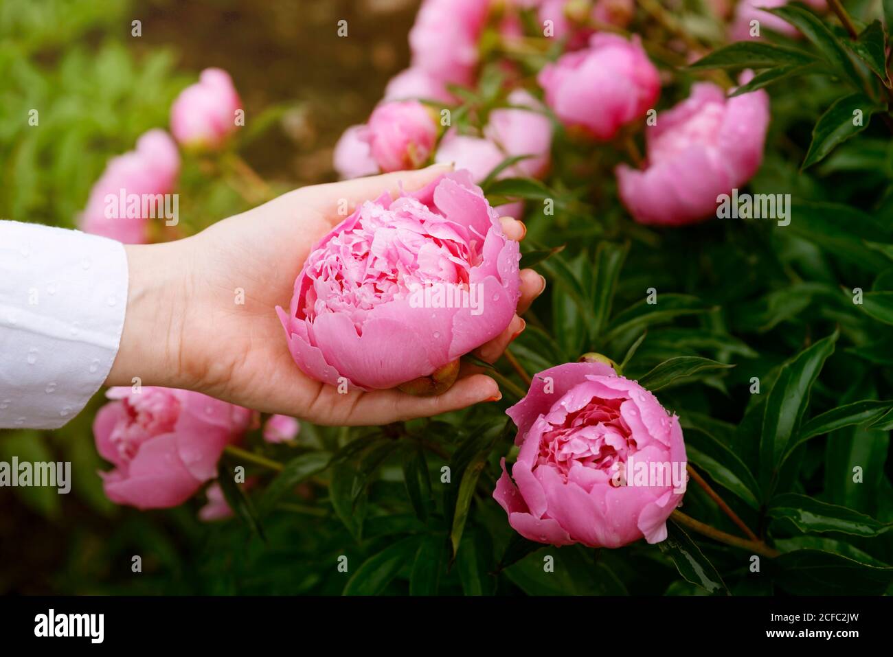Woman picking pink peony flowers in garden on sunny day. Blooming peonies bush with buds and pastel pink petals. Concept of beauty, care, fresh flower Stock Photo