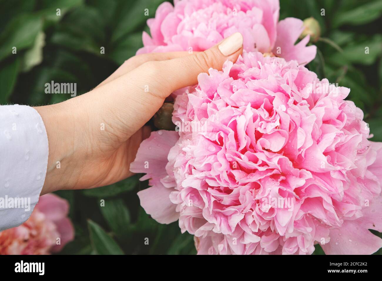 Woman hand and pink peony flower in garden. Blooming peonies bush with buds and pastel pink petals. Vintage filter. Concept of feminine beauty, care, Stock Photo