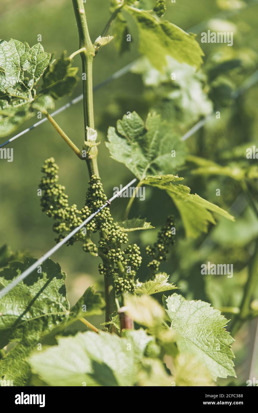 Close up of green leaves of grape vine tree before harvest with unripe fruits, growing in vineyard. Farm winery and wine growing Stock Photo