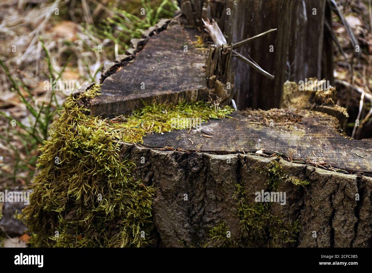 Broken wooden stump overgrown with green moss and grass in forest of Southern Poland on daytime Stock Photo