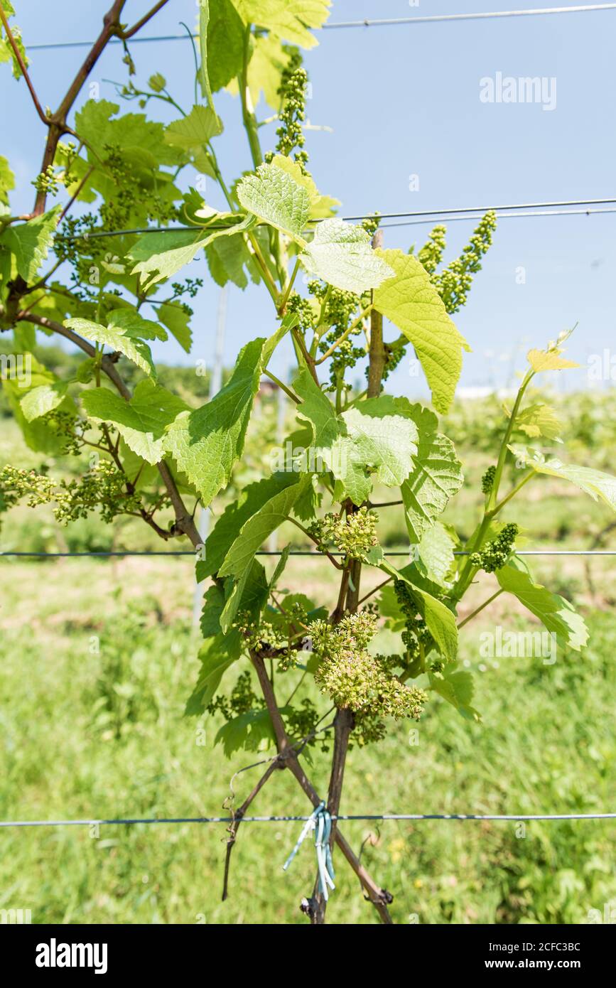 Close up of green leaves of grape vine tree before harvest growing in vineyard on hill. Farm winery and wine growing Stock Photo