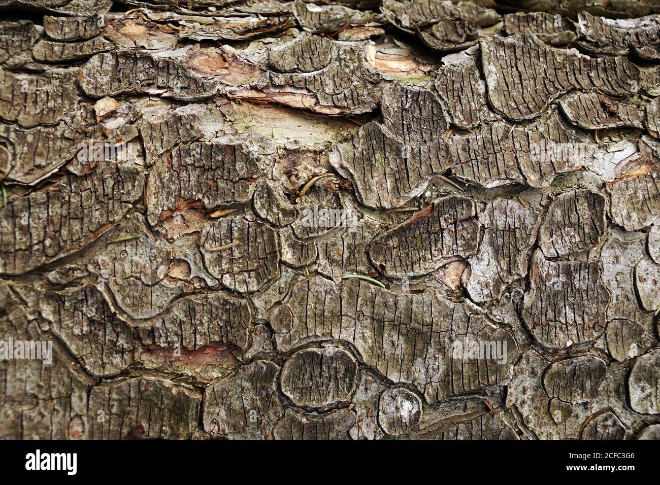 Closeup of old shabby wooden log with cracked bark in forest of Southern Poland on daytime Stock Photo